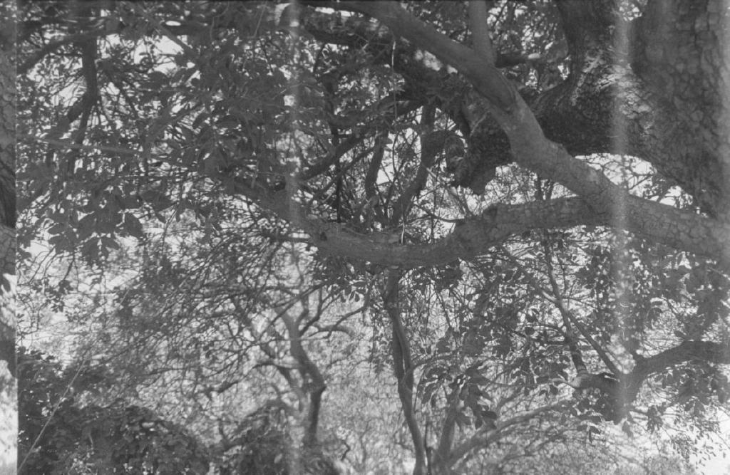Rodinal - I