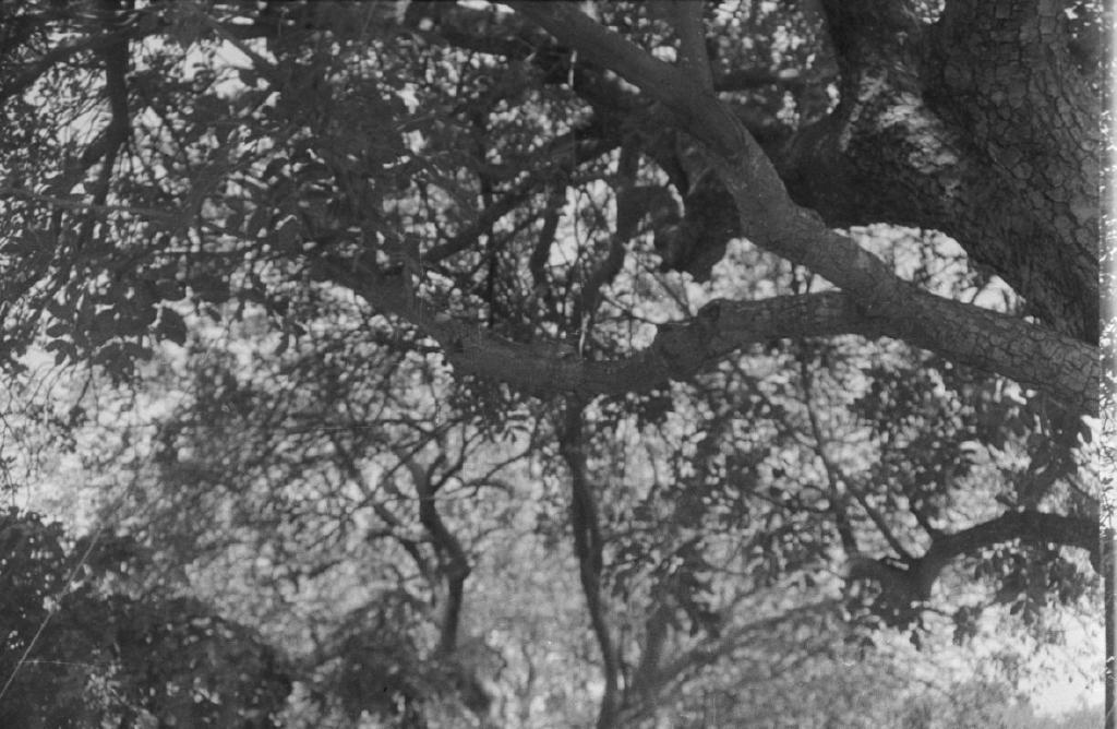 Rodinal - I