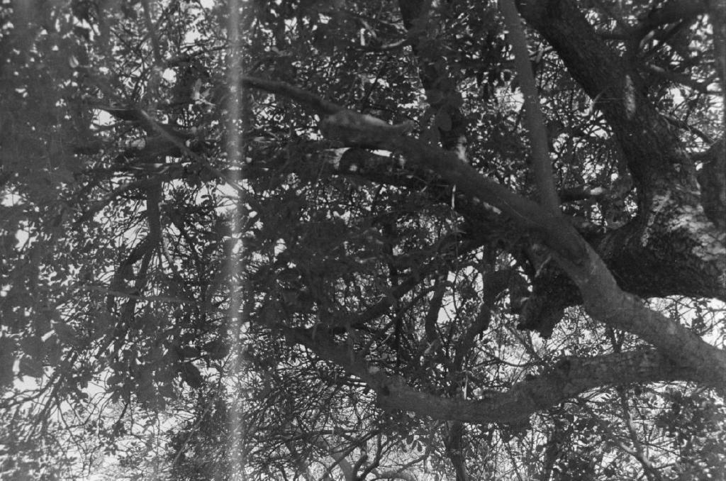 Rodinal - I